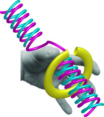 Stephen J. Benkovic, Mark Hedglin, and other members of Professor Benkovic's research team have studied the importance of “clamp loader” enzymes and their activities during DNA replication. In this image, the clamp loader is represented, for illustrative purposes, by a hand, which is loading the sliding clamp ring onto DNA. Credit: Benkovic lab, Penn State University