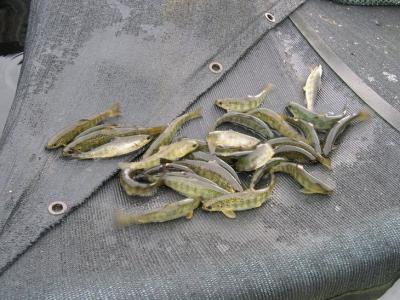 Juvenile Atlantic salmon raised in tanks with hiding places and floating artificial plants showed signs of improved brain function and could better navigate mazes than the salmon reared in standard hatchery tanks. Image: Anne Gro Salvanes