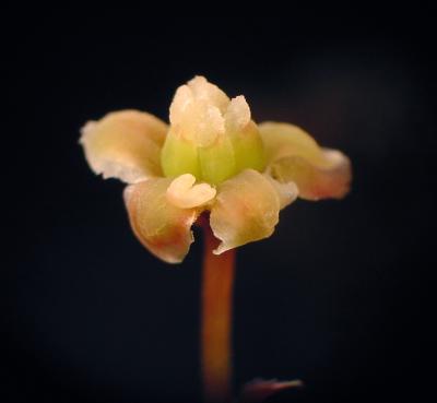 Amborella female flower.Photograph by Sangtae Kim.