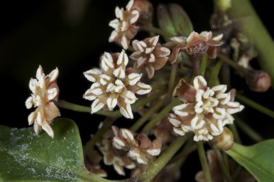 Amborella male flowers. Photograph by Joel McNeal.