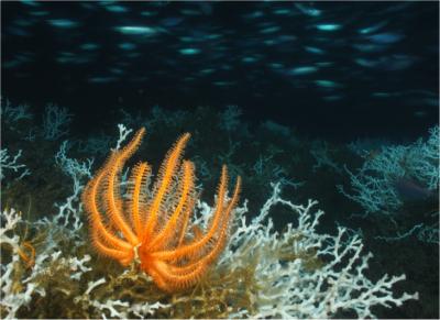 This photo, taken as part of a major research project led by Penn State Professor of Biology Charles Fisher, shows a reef formed by the coral species Lophelia pertusa at 450m below the surface of the Gulf of Mexico with an orange brisingid starfish in the foreground and a school of fish overhead. Credit: Image courtesy of Lophelia II 2010 Expedition, NOAA OER BOEM