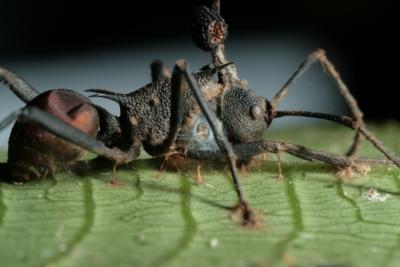 The cadaver of a zombie ant clings to a leaf in the tropical understory. Emerging from its head are spores of the parasitic fungus that killed it. Credit: David Hughes