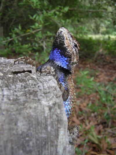 A male fence lizard with male-type bright blue "badges" outlined in black on parts of its body. Credit: Langkilde lab, Penn State University.