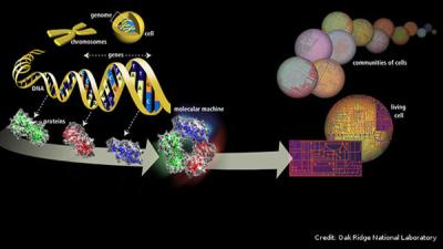 The genome is an organism’s complete set of DNA and is organized into chromosomes containing genes that encode for hereditary traits. Researchers at Penn State are studying mutations that cause inherited cancers and other hereditary diseases. Credit: Oak Ridge National Laboratory