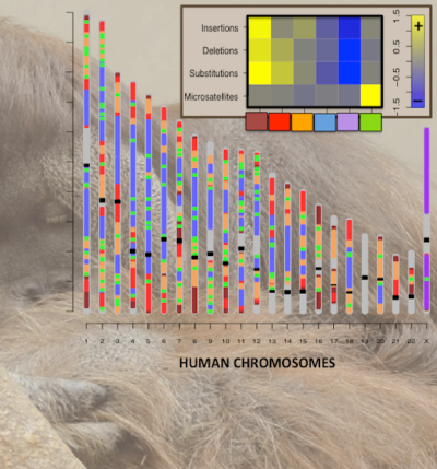 This image charts the rates at which four types of mutations segment human chromosomes: insertions, deletions, substitutions, and microsatellite-repeat-number changes. Credit: K. Makova and F. Chiaromonte, Penn State University