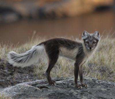 Credit: Jeff Kerby, Eric Post lab, Penn State University