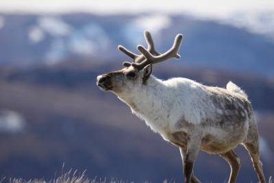 An adult male caribou in Greenland. Credit: Eric Post, Penn State University
