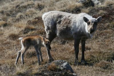 A female caribou and her calf. Credit: Eric Post, Penn State University