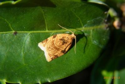 Tea tortrix moth on leaf Image: Hiroshi Suenaga, Kagoshima tea plantation