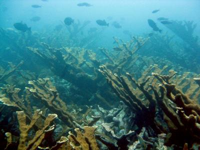 Shallow reef waters were once dominated by extensive thickets of the Caribbean Elkhorn Coral, Acropora palmata, a species that is now endangered. This impressive stand, photographed in Curacao, provides habitat for numerous fish and invertebrate species. Credit: Iliana B. Baums, Penn State University.
