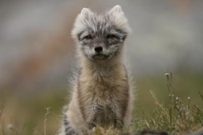 Arctic fox. Credit: Eric Post