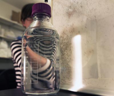 Postdoctoral researcher Eleanore Sternberg uses a bottle of warm water to attract female mosquitoes to a mesh barrier in Penn State's insectary so they can be separated from males. The insectary, completed in 2011 at a cost of $3 million, is one of the best in the country. Its environmental chambers allow scientists to do complex experiments involving temperature variations, insecticides, and behavioral assessments on a variety of insect species. Image: Patrick Mansell