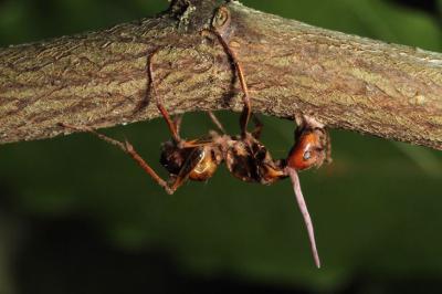 A dead ant manipulated by a species of so-called zombie ant fungus clings to a twig in a South Carolina forest. Newly published Penn State research represents the first extensive study of zombie ants in North America.