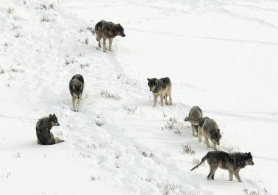 Wolves, several of which are infected with sarcoptic mange, from Yellowstone National Park, WY. Credit: National Park Service