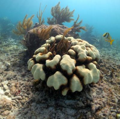 Physiologically stressed reef corals lose their symbionts and appear bleached. The invasive symbiont, Symbiodinium trenchii is quick to populate these animals after cessation of thermal stress. Image of the Boulder Star Coral (Orbicella faveolata). Image: Dustin Kemp / University of Georgia