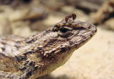 One of the Eastern fence lizard's main tactics for avoiding predators—holding absolutely still—make it an easy target for a new enemy, the invasive fire ant from South America. Image: Provided by Tracy Langkilde