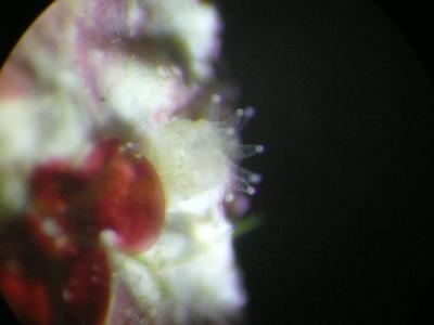 Juvenile Pillar Coral polyp settled onto a ceramic surface. Credit: Kristen Marhaver