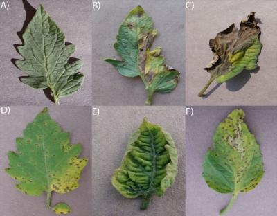 Images from the newly released PlantVillage photo database show a healthy tomato leaf (upper left) next to leaves showing symptoms of disease. Image: Courtesy of David Hughes, Penn State