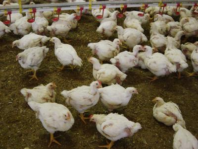 Credit: Andrew Read, Penn State University