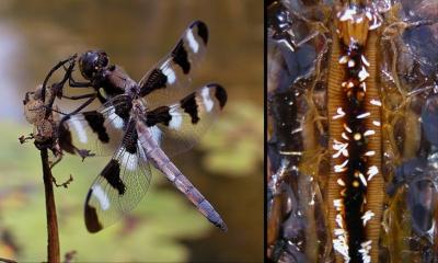 With a grant from the National Science Foundation, a team led by Penn State researcher Ruud Schilder will examine whether the environmental conditions in which dragonflies live (left) make them susceptible to infectious protozoan parasites. Right: A dragonfly gut containing protozoans.Credit: Jim Marden, Penn State
