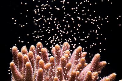 Coral releasing egg/sperm bundles which will be fertilised in the water to form poppy-seed-sized larvae. Credit: Jamie Craggs, Project Coral, Horniman Museum and Gardens
