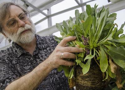 Claude dePamphilis, professor of biology in Penn State's Eberly College of Science, displays a broomrape, a parasitic plant growing from grindella, in a greenhouse on the Penn State University Park campus. Image: Bill Zimmerman