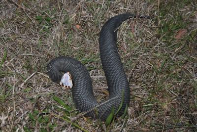 Cottonmouth snake with mouth open showing signature white mouth Image: Mark Herr/Penn State