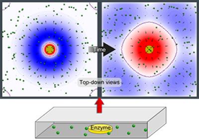 This image illustrates pumping in two directions at once with an enzyme patch. A patch of enzymes immobilized on a surface acts as a fluid pump. The fluid, and the small particles (green spheres) carried by the fluid, can simultaneously be pumped away from the patch (blue) in some parts of the chamber and toward the patch (red) in other locations. This behavior changes over time and is due to the changes in fluid density that the reaction produces. Credit: University of Pittsburgh