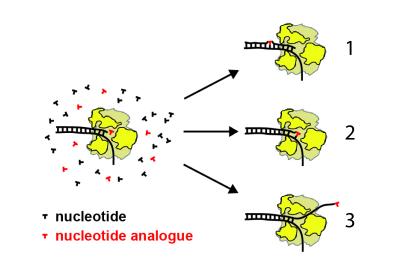 The mechanism of a new class of antiviral drug. The RNA polymerase enzyme (yellow) replicates the virus genome by incorporating one nucleotide (black) at a time. Nucleotide analogues (red) are designed as antiviral drugs that can disrupt the replication process. The antiviral drugs work by (1) incorporating mutations, (2) stopping the replication process, or (3) a newly discovered mechanism in which the RNA polymerase enzyme pauses and then backtracks. Credit: Penn State