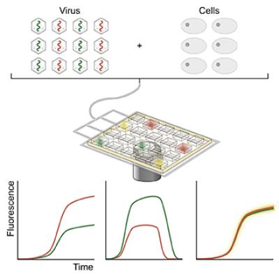 A new microfluidic system allows researchers to study the time-course of a viral infection and the consequences of antiviral intervention in up to 6,400 individual cells simultaneously. Individual cells are infected with a modified virus that produces a green-fluorescent protein that allows the researchers to track the virus’ growth over time by tracking the intensity of green-fluorescent protein in each cell. Credit: Penn State