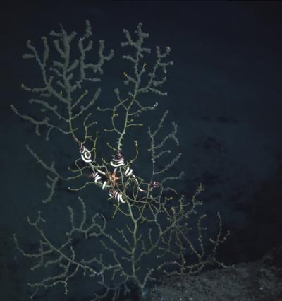 Deepwater coral covered in oil and dispersant. Credit: ECOGIG and Penn State (2010)