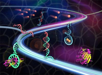 A synthetic tissue releases therapeutic proteins (maroon/yellow) once triggered by metabolites (sandy brown). The metabolites contact with the double-stranded DNA (red/blue) to release the red triggering DNA. The triggering DNA activates the aptamer(cyan)-protein complex to release the protein. Credit: Xin Zou /Jinping Lai / Penn State