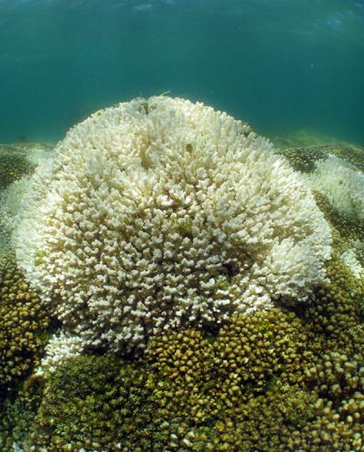 Healthy unbleached (brown) Pocillopora corals from the Eastern Pacific possess a thermally tolerant symbiont species of algae (Symbiodinium glynnii), while unhealthy or dead bleached (white) corals possess a more sensitive symbiont.