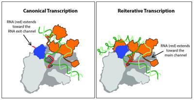 Schematic of alternative pathways for transcription elongation complex formation. During canonical transcription (left) the growing strand of RNA extends toward the RNA exit channel of RNA polymerase. New, high-resolution crystal structure determined in this study shows that during reiterative transcription (right) the RNA extends toward the main channel of RNA polymerase. Credit: Murakami laboratory, Penn State