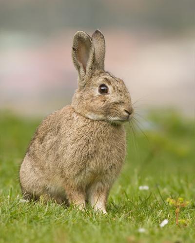 European rabbit in Australia. The myxoma virus was introduced to control the population of rabbits in Australia in 1950, initiating an evolutionary arms race between the virus and the rabbit's immune system. Credit: JJ Harrison, CC BY-SA 3.0