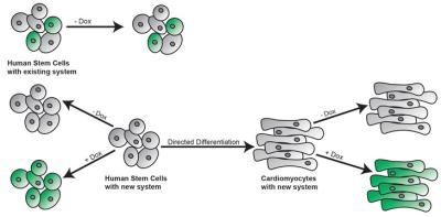 Schematic illustrating the reduced leakage expression, tight drug induced regulation, and retained functionality of new plasmid system in stem cells and differentiated cell types. Credit: Lauren N. Randolph / Penn State