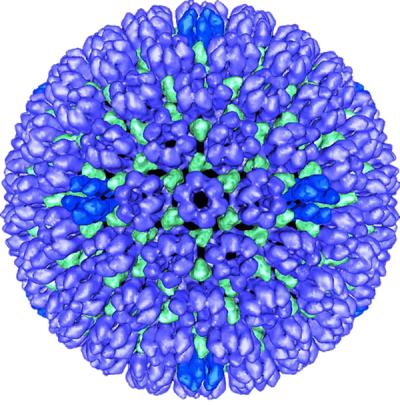 The outer protein shell (procapsid) of the herpes simplex virus type 1 (HSV1). A new study explores how HSV1 might change when passed from one individual to another. This information may provide important insight for future development of therapeutics and vaccines. Credit: Bernard Heymann, Ph.D., NIAMS Laboratory of Structural Biology Research, National Institute of Arthritis and Musculoskeletal and Skin Diseases, National Institutes of Health