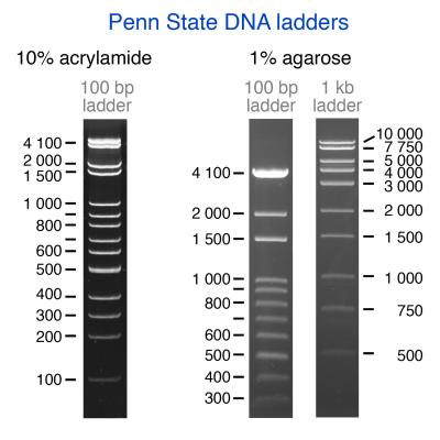 Gel electrophoresis images of the two Penn State DNA ladders created by cutting the pPSU1 and pPSU2 plasmids with restriction enzymes. The 100-base-pair (bp) ladder is designed to be used with both agarose and acrylamide gels. Credit: Tan Laboratory, Penn State University