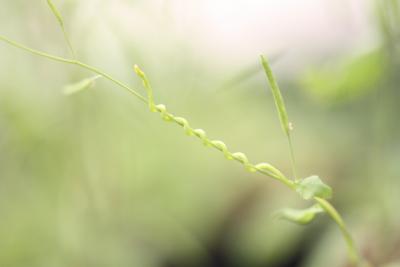 Dodder, a parasitic plant, attached to a host plant from which it obtains water and nutrients. The parasite inserts microRNAs into the host that can silence the expression of host genes. This is the first example of cross-species gene regulation observed in a parasitic plant. CREDIT: Penn State University