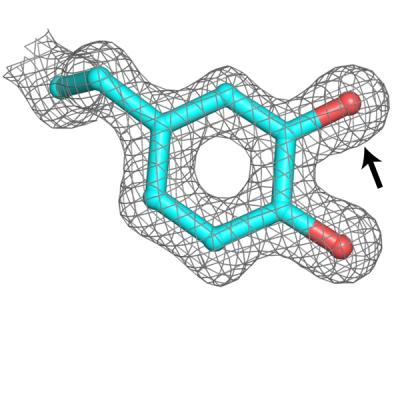 A metal-free ribonucleotide reductase, an enzyme required for DNA replication, from bacterial pathogens uses a post-translationally modified amino acid (pictured) to initiate an essential DNA biosynthesis reaction. Credit: Gavin Palowitch, Penn State