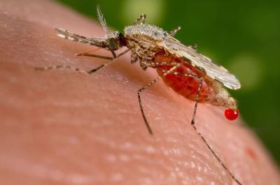 An Anopheles stephensi mosquito is obtaining a blood meal from a human host through its pointed proboscis. Note the droplet of blood being expelled from the abdomen after having engorged itself on its host’s blood. This mosquito is a known malarial vector with a distribution that ranges from Egypt all the way to China. Image: Jim Gathany / CDC