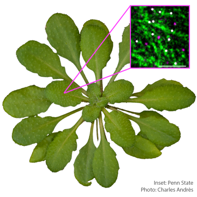 Using the model plant species Arabidopsis thaliana, also known as thale cress, a team of researchers from Penn State have identified the main proteins that prepare plants to create cellulose – a compound used in a variety of manmade materials.