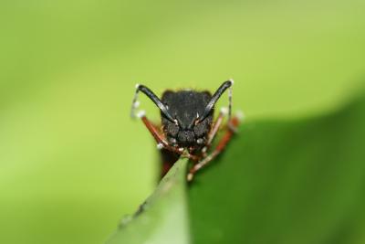 A Brazilian carpenter ant biting a leaf. Image: David Hughes