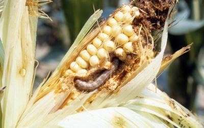 Fall armyworm larvae have caused an estimated $2.5 billion to $6.2 billion in damage annually to maize in sub-Saharan Africa since the pest arrived there in 2016. Image: John C. French Sr., Bugwood.org
