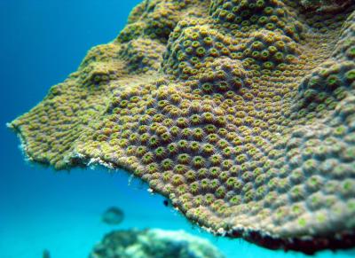 Reef corals comprise thousands or millions of genetically identical algal polyps, which remain attached to each other to produce massive colonies. This close-up shows Orbicella, an important reef-building coral in the Caribbean. The species and its symbiosis with micro-algae has been studied extensively. Credit: Penn State