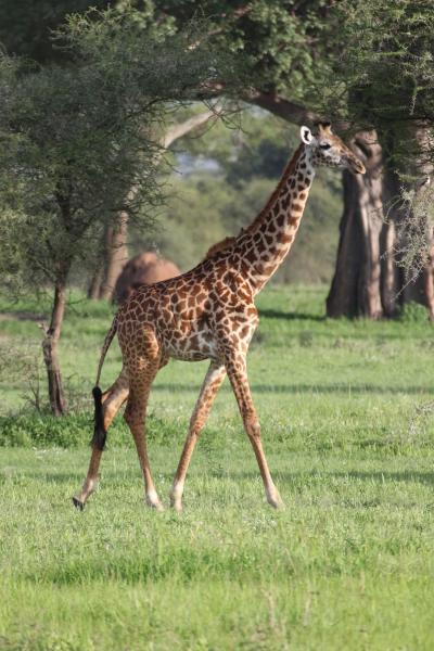A giraffe in the Burunge Wildlife Management Area in Tanzania. A new study by Penn State biologist Derek Lee shows that this management area, which is managed by local villages in exchange for a share of tourism revenue, has positive effects on wildlife including giraffes. Credit: Derek Lee, Wild Nature Institute