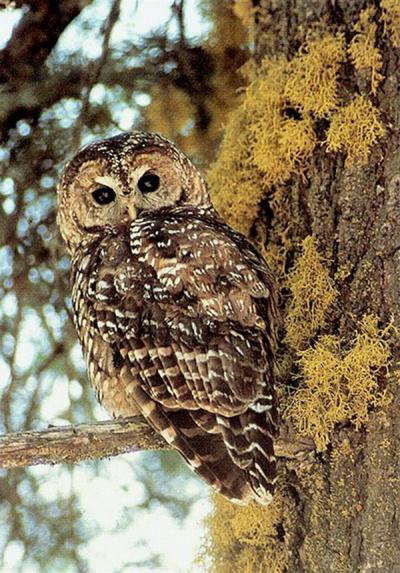 New research reveals that, contrary to current perceptions and forest management strategies, wildfires may be beneficial to populations of Spotted Owls, including those of the subspecies of California Spotted Owls pictured here. Image Credit: John S. Senser, U.S. Forest Service