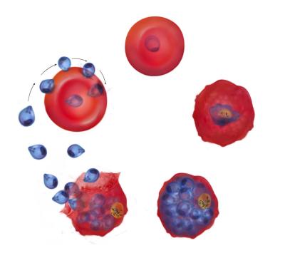 The 48-hour lifecycle of Plasmodium falciparum development in human red blood cells. A team of researchers has used whole genome analysis and chemogenetics to identify new drug targets and resistance genes in the parasite. Credit: Llinás Laboratory, Penn State