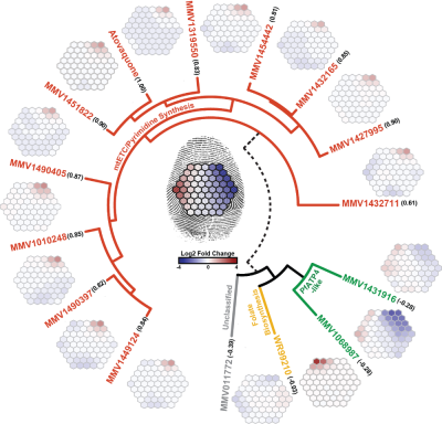 An international research team has identified more than 600 new antimalarial drug candidates from a screen of over 500,000 chemical compounds. Credit: Llinás lab, Penn State