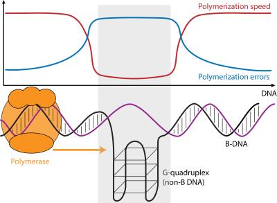The speed and error rate of DNA Synthesis differs between regions of the genome that form the usual DNA structure (B DNA) and those regions that can form other structures (non-B DNA). Credit: Wilfried Guiblet, Penn State